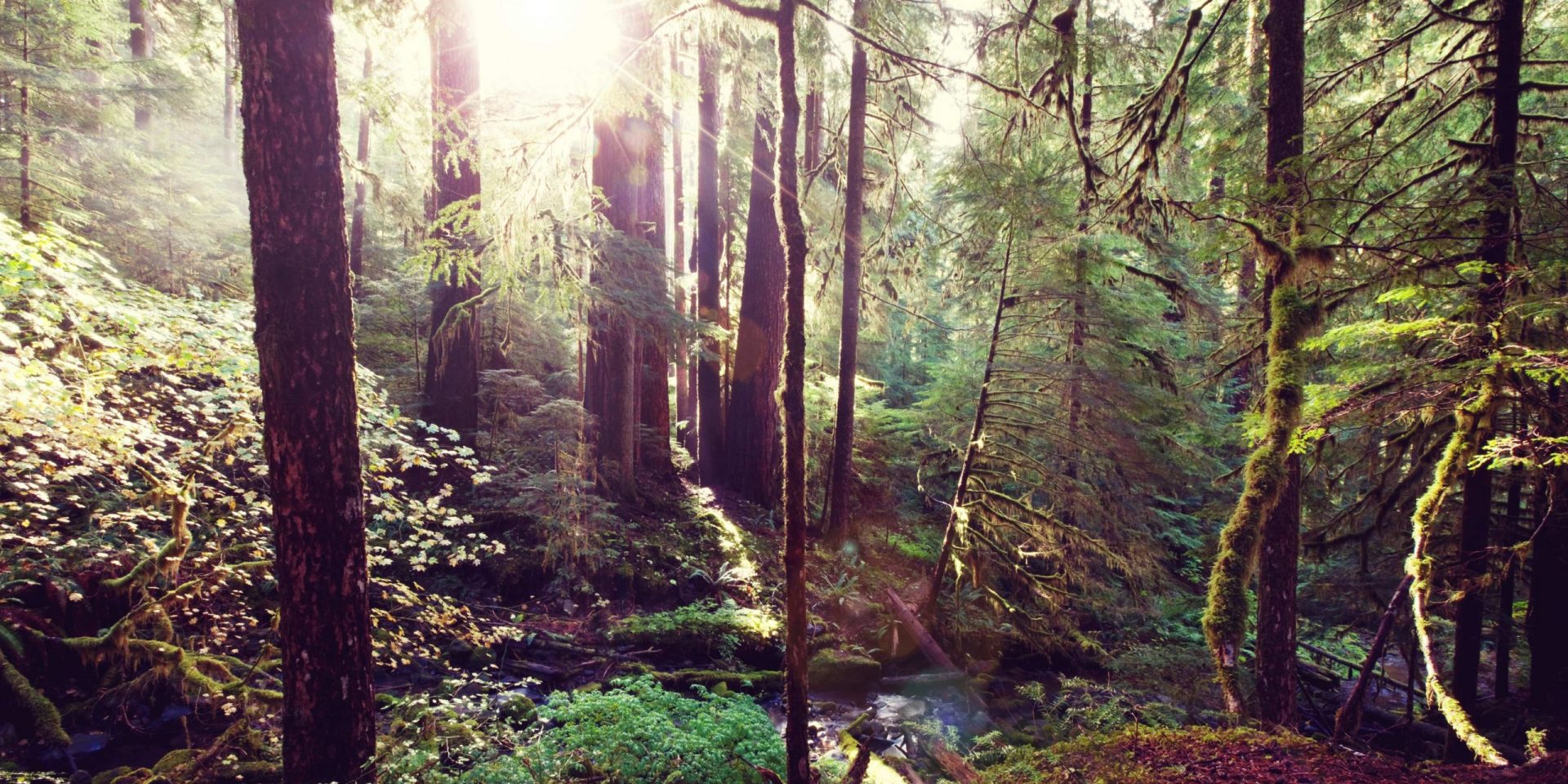 Waldbaden: Die Kraft der Bäume beeinflusst unser Wohlbefinden