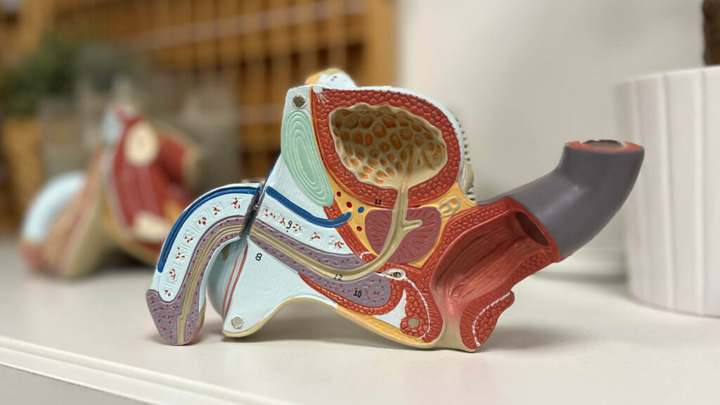 Beckenbodenmodell Mann
